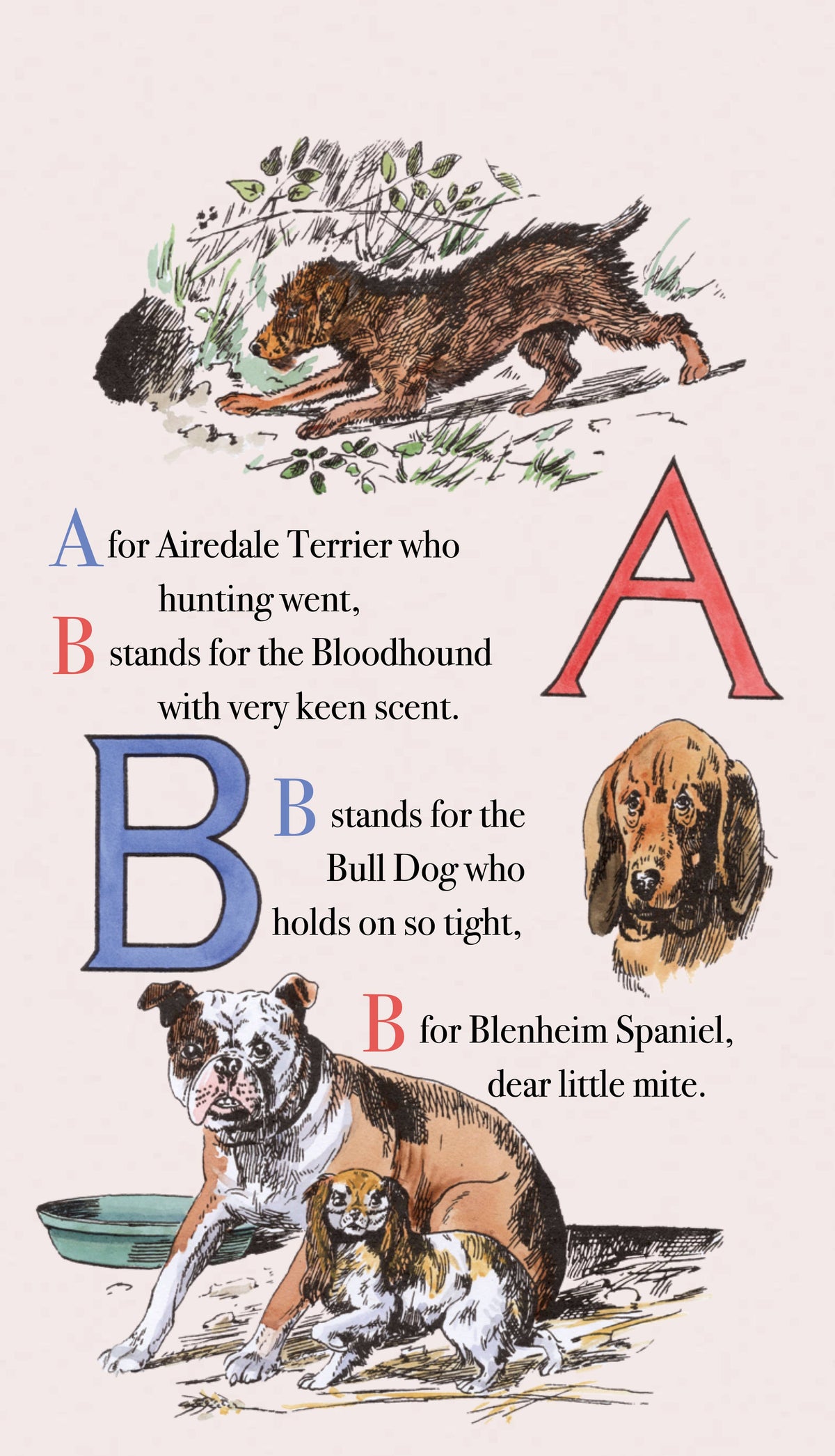 A vintage-style illustrated page with letters and dog illustrations, showing text that maps letters to dog names: A for Airedale Terrier, B for Bloodhound, B for Bull Dog, and B for Blenheim Spaniel.